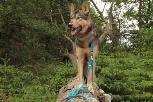 Super-Grip Cotton Soft | 3-fach verstellbare, weiß gummierte Hundeleine | 15 mm Breite | ab 220 cm Länge