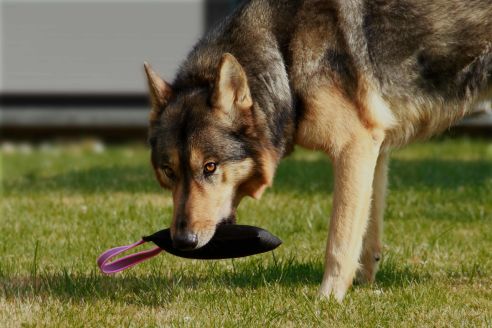 Hundespielzeug | Wurfspiel mit Griff | Apportier-Dummy | Größe L für mittelgroße bis große Hunde | OEKO-TEX® Standard 100