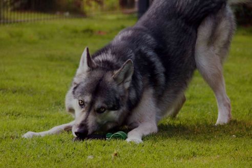 Hundespielzeug | Wurfspiel mit Griff | Apportier-Dummy | Größe M für mittelgroße Hunde | OEKO-TEX® Standard 100