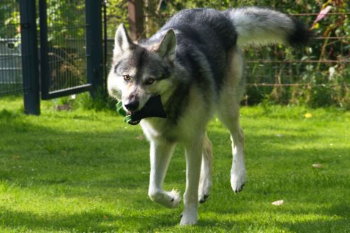 Hundespielzeug | Wurfspiel mit Griff | Apportier-Dummy | Größe M für mittelgroße Hunde | OEKO-TEX® Standard 100 Hundespielzeug | Wurfspiel mit Griff | Apportier-Dummy | Größe M für mittelgroße Hunde | OEKO-TEX® Standard 100