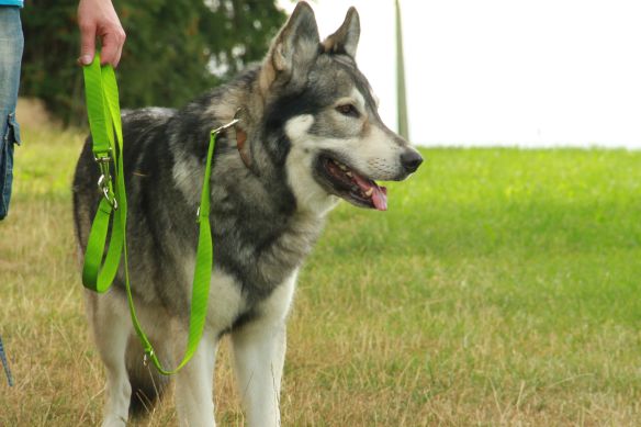 Leichte Hundeleine PES | Universal | Längenverstellbar | 220 cm lang | 30 mm breit | Apfelgrün