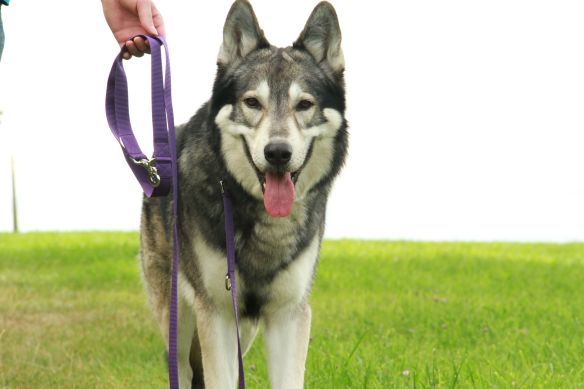 Leichte Hundeleine PES | Universal | Längenverstellbar | 220 cm lang | 30 mm breit | Lila