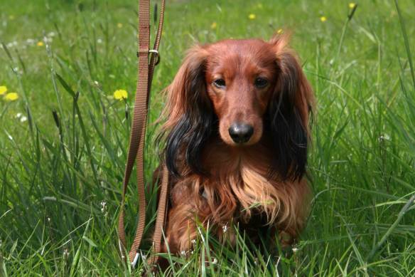 Leichte Hundeleine | Universal | 3-fach Längenverstellbar | 220 cm lang | 20 mm breit | Farbauswahl