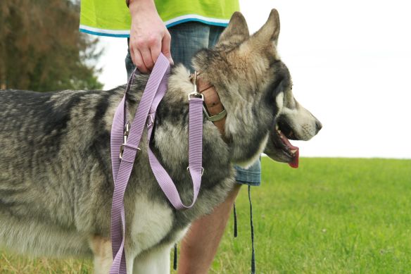 Leichte Hundeleine PES | Universal | Längenverstellbar | 220 cm lang | 30 mm breit | Flieder