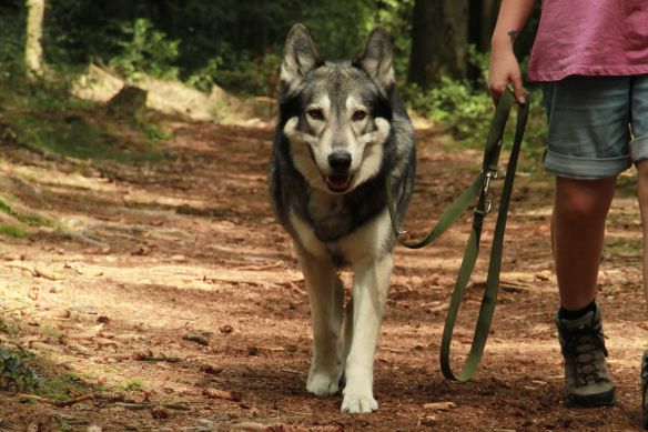 Leichte Hundeleine PES | Universal | Längenverstellbar | 220 cm lang | 30 mm breit | Oliv