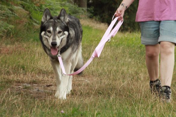 Leichte Hundeleine PES | Universal | Längenverstellbar | 220 cm lang | 30 mm breit | Rosa