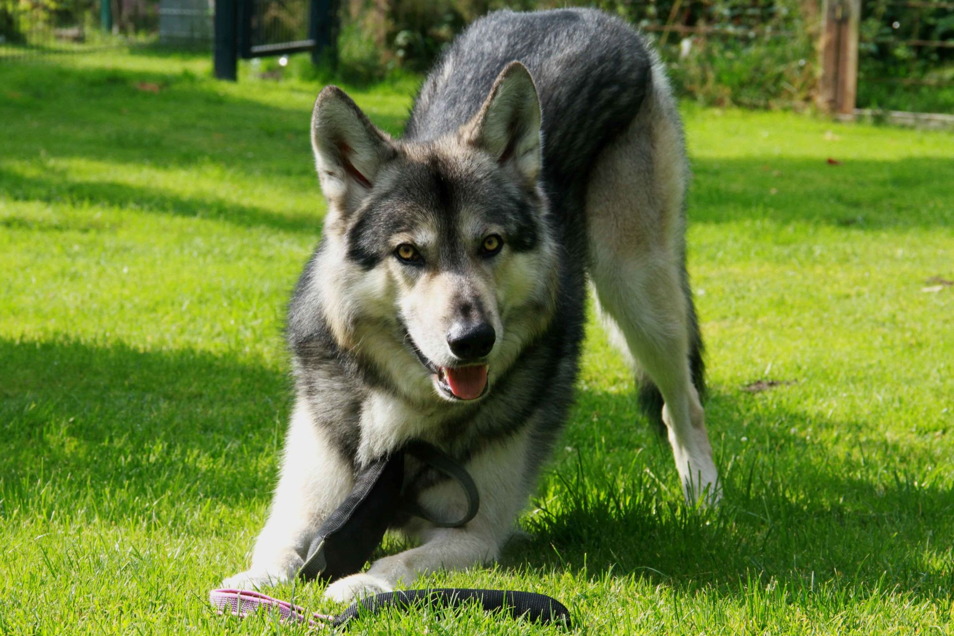 Hundespielzeug | Wurfspiel mit Griffen | Apportier-Dummy mit 2 Griffen | Größe XL für große Hunde | OEKO-TEX® Standard 100