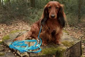 Leichte Hundeleine | Universal | 3-fach Längenverstellbar | 220 cm lang | 15 mm breit | Farbauswahl