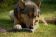 Hundespielzeug | Wurfspiel mit Griff | Apportier-Dummy | Größe L für mittelgroße bis große Hunde | OEKO-TEX® Standard 100