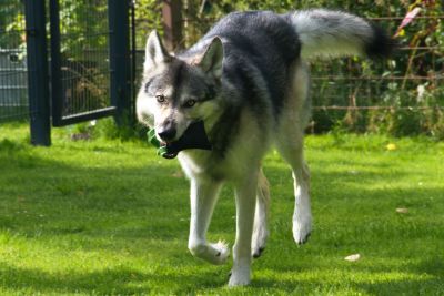 Hundespielzeug  -  Wurfspiel mit Griff  -  Apportier-Dummy  -  Größe M für mittelgroße Hunde  -  OEKO-TEX® Standard 100
